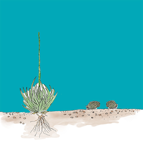 How Many Ways Can You Use an Agave?