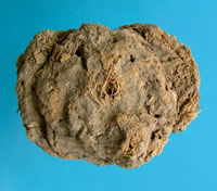 Coprolite