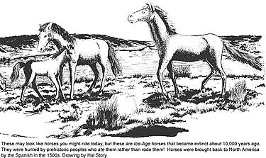 black and white line drawing of three horses