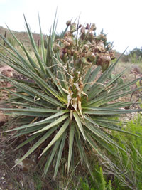 Yucca