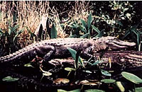 photo of alligator