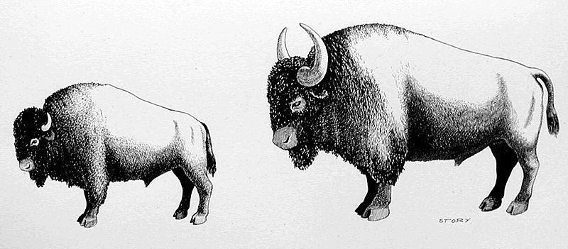 http://www.texasbeyondhistory.net/kincaid/images/bison-lg.gif