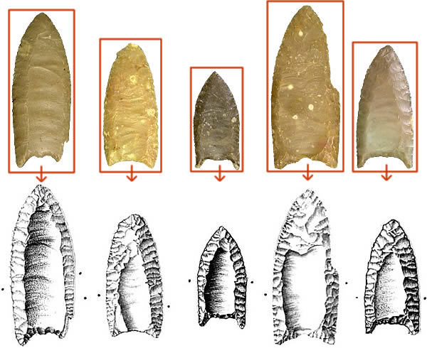 Diagram of five Folsom points that were recovered from treasure hunters' backdirt piles at Kincaid