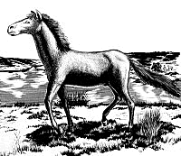 drawing of horse