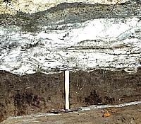 Thick section of banded diatomite deposits. The diatoms are white, while the peat-like darker material is characteristic of anaerobic (without oxygen) pond mud. The swirls in the profile were caused by disturbances to the pond deposits while they were still fresh and wet. In some cases, the tromping of heavy animals like the extinct bison is believed to have caused such disturbances. Photo by Glen Evans, courtesy Texas Memorial Museum.