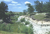 Lubbock Lake Reservoir dredged out and dried up, August, 1950. Unidentified man stands above one of the exposures where Folsom deposits were found. Photo by Glen Evans, courtesy Texas Memorial Museum.