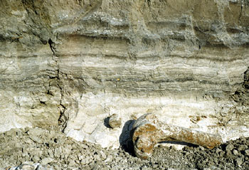 Leg bone from extinct bison found in Bed 2, notable for the finely banded layers of diatomite, consolidated pond deposits of diatoms, one-celled, algae-like organisms that live in slow-moving or stagnate water. Photo by Glen Evans, June, 1951, courtesy Texas Memorial Museum.