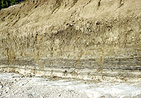 Profile where Folsom points and the bones of extinct bison were found at the contact between Bed 2 (banded) and Bed 3 (light gray), June, 1951. Photo by Glen Evans, courtesy of Texas Memorial Museum.