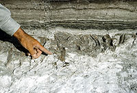 Folsom point found in place amid bones of extinct bison, June, 1951. Photo by Glen Evans, courtesy Texas Memorial Museum.