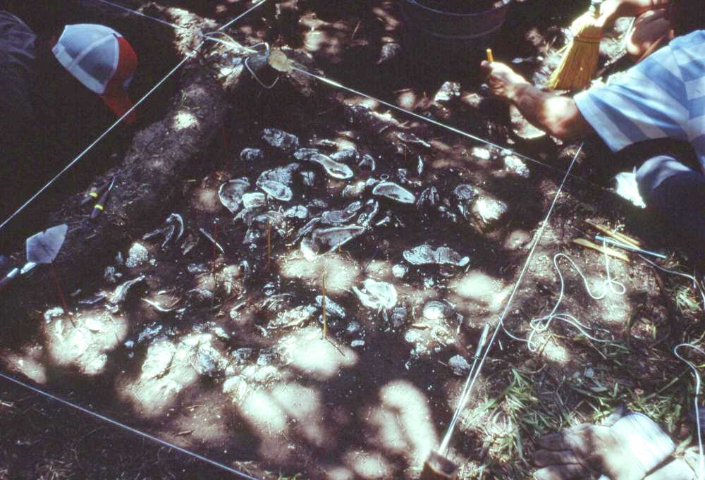 Image of a TAS member uncovering a section of a dense oyster shell layer in the Cross Area excavations in 1978.