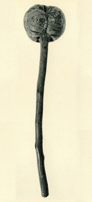 Image of War club of the Crank-a-wa Indians of Texas.