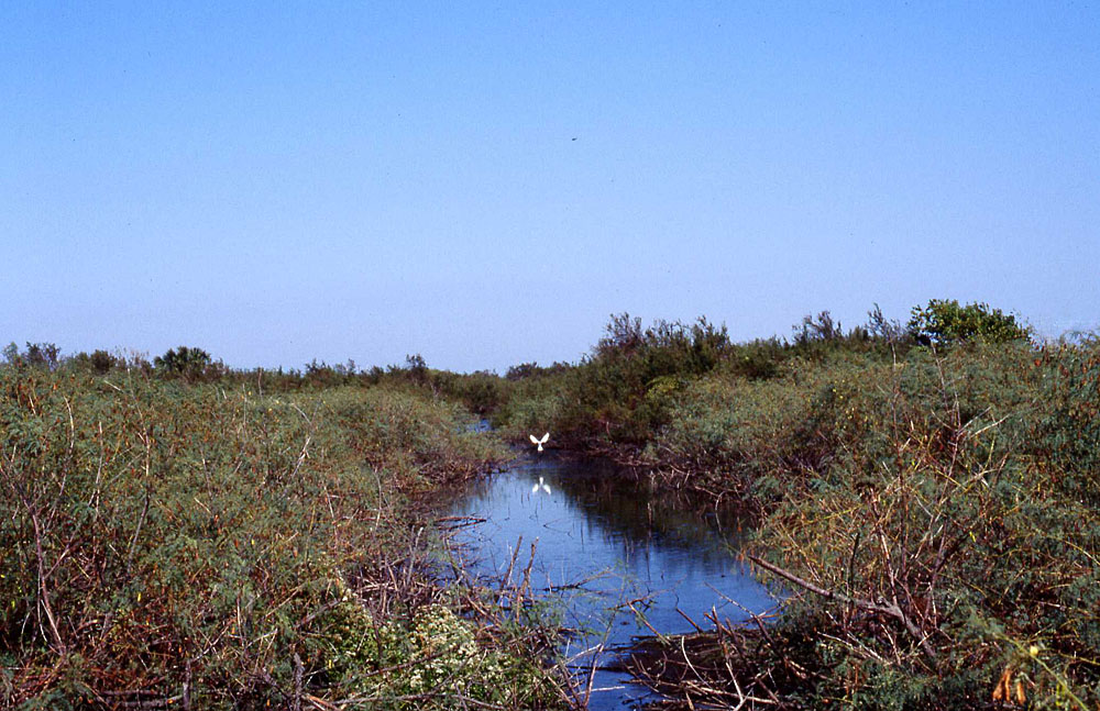 Image of swales holding water in wet years.