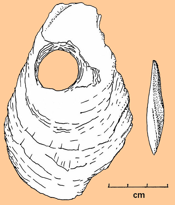 Image of Shell artifacts from Excavation Block.