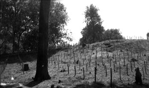 photo of the staked mound