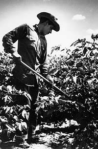 weeding rows of cotton