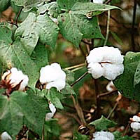 cotton boll