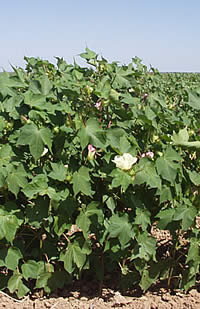 cotton plants