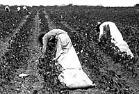 workers picking cotton