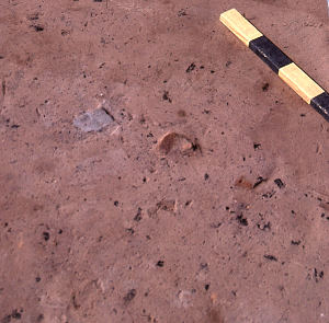 View of burned corn cobs, peach pits, and fragments of pottery ollas embedded in the floor of the Ysleta Jacal