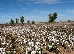 photo of cotton fields