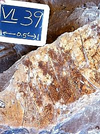 Petroglyphs of various styles also occur in the Lower Pecos. This example has incised lines cut by sharp flint tools. Photo from ANRA-NPS Archives at TARL.