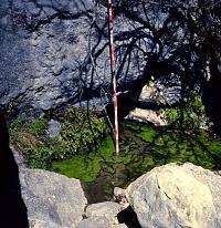 Small seep springs like this one can be found in many of the canyons in the Lower Pecos. Photo from ANRA-NPS Archives at TARL.