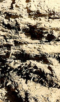 Fiber layers in upper deposits at Baker Cave. This is typical of many of the dry caves in the Lower Pecos. The upper deposits, 2-6 feet thick, are mainly plant fiber from food refuse, bedding, wooden and fiber-tool making, etc. This presents a real problem to the archeologist—what do you keep? The whole deposit?