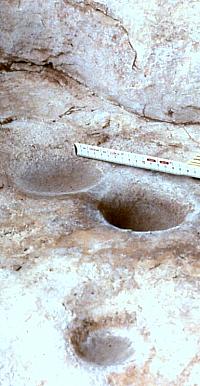 Bedrock mortar holes such as these are common in the Lower Pecos. Many different foods require pulverizing, especially hard seeds and seed pods such as mesquite beans. Photo by Phil Dering.