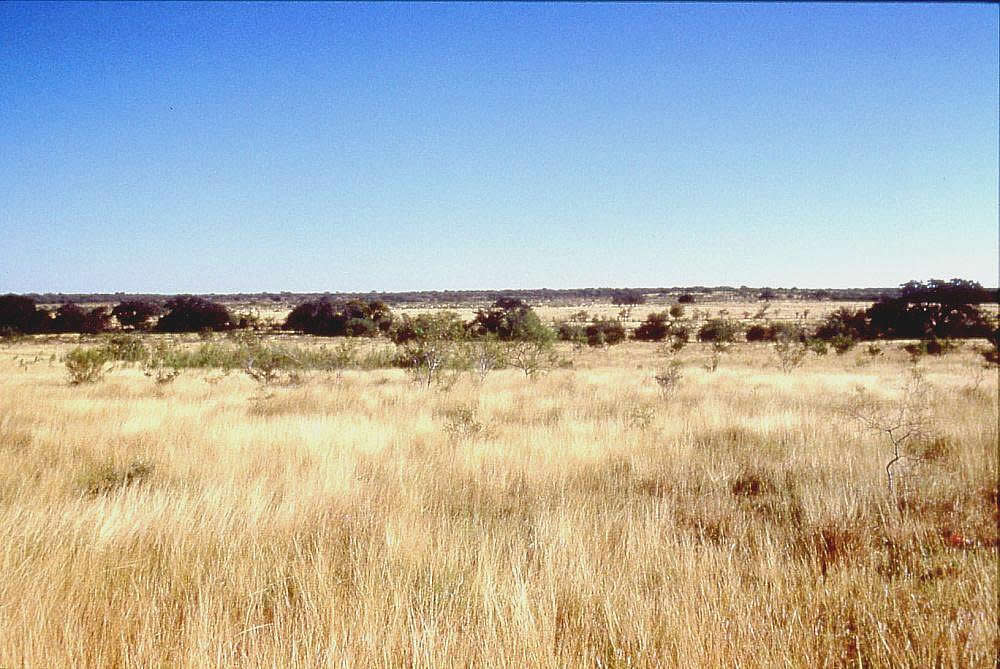 A restored grassland in the upland areas of the Lower Pecos Canyonlands. During wet climatic intervals, the grasslands flourished and herds of buffalo migrated into the area. During one such interval about 2800 years ago, hundreds of buffalo were driven off the cliff above Bonfire Shelter. Photo by Phil Dering.