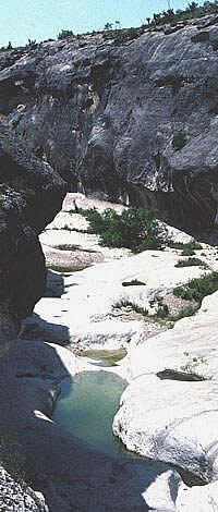 The twisting canyon tunnels form a closed-in world framed by white-rock walls and the blue sky high above. Sound, water, and critters travel thorough the canyon tunnels, seeking each other and the hidden green pools of water—tinajas. Photo by Steve Black.