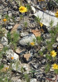 Earthenware pottery sherds from an Infierno phase site. Photo by Steve Black.