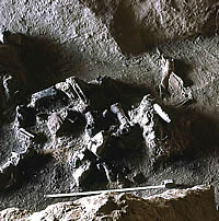 photo of animal bones