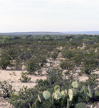 plan map showing bone bed