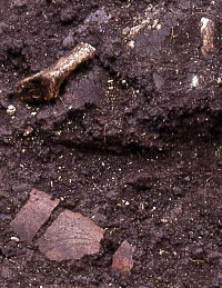 animal bone fragments