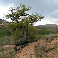 Blackjack Oak Tree