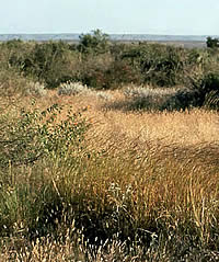 photo of grasses