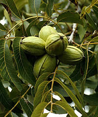 photo of pecan plant