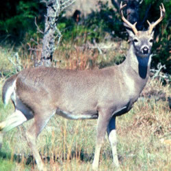 White-tailed deer