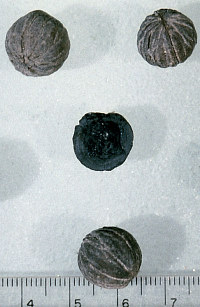 photo of little walnut