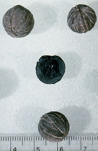 Walnuts