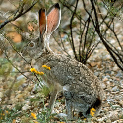 Rabbits