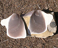 photo of Pedernales Pink flint