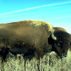 Bison