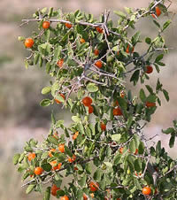 photo of desert hackberries on a bush