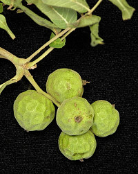 photo of little walnuts
