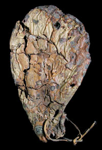 photo of conejo