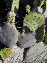 photo of prickly pear