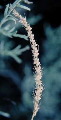 photo of bristlegrass