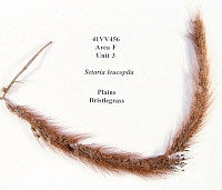 photo of bristlegrass