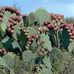 prickly pear